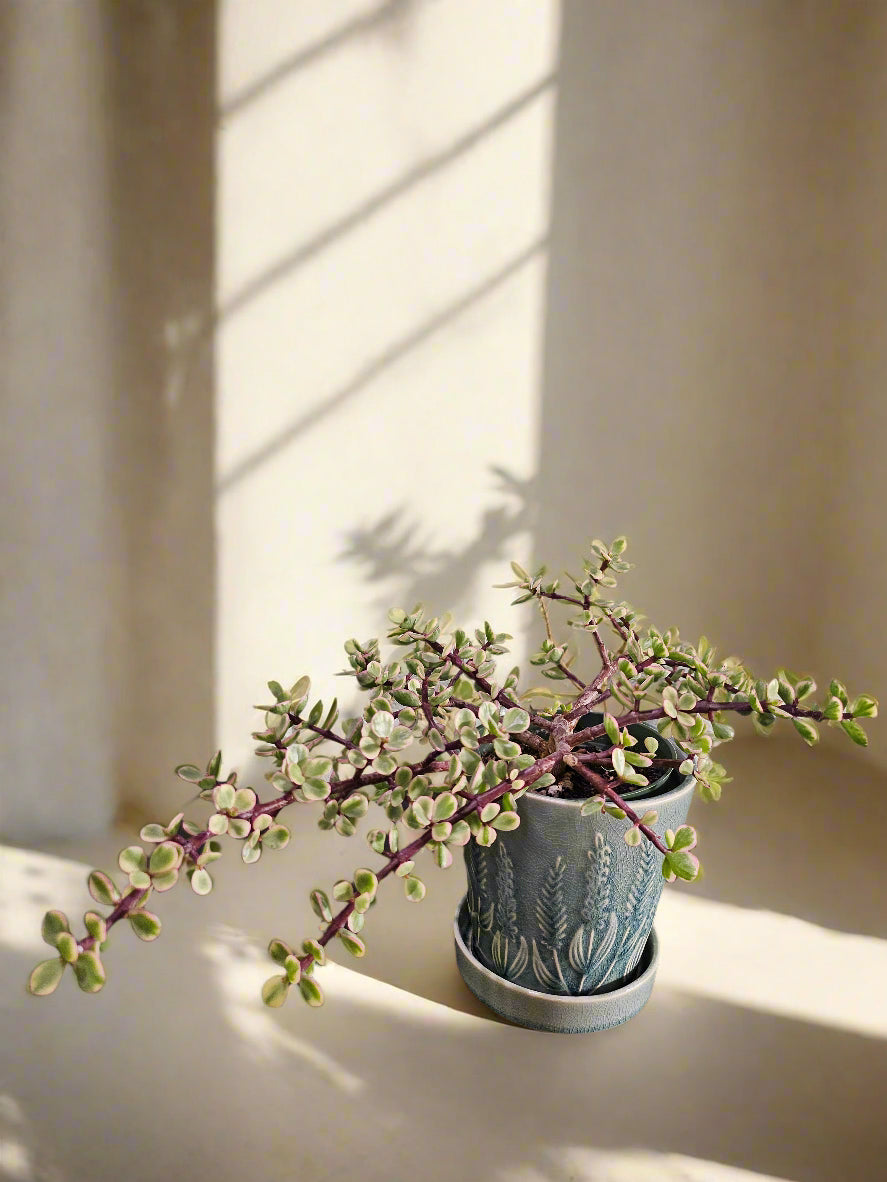 A sun-loving, tree-like succulent with creamy variegated leaves and pink blush tones. Easy to grow, drought-tolerant, and perfect for bright, whimsical spaces.