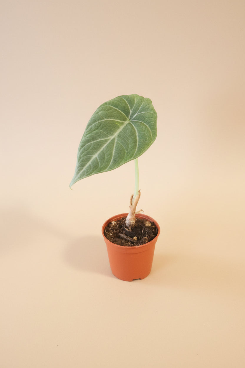 Rare Alocasia Maharani with thick, textured grey-green leaves and dragon-scale detail. A compact, sculptural houseplant prized by collectors.