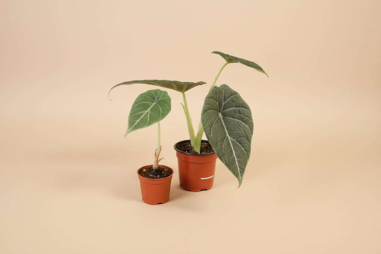 Rare Alocasia Maharani with thick, textured grey-green leaves and dragon-scale detail. A compact, sculptural houseplant prized by collectors.
