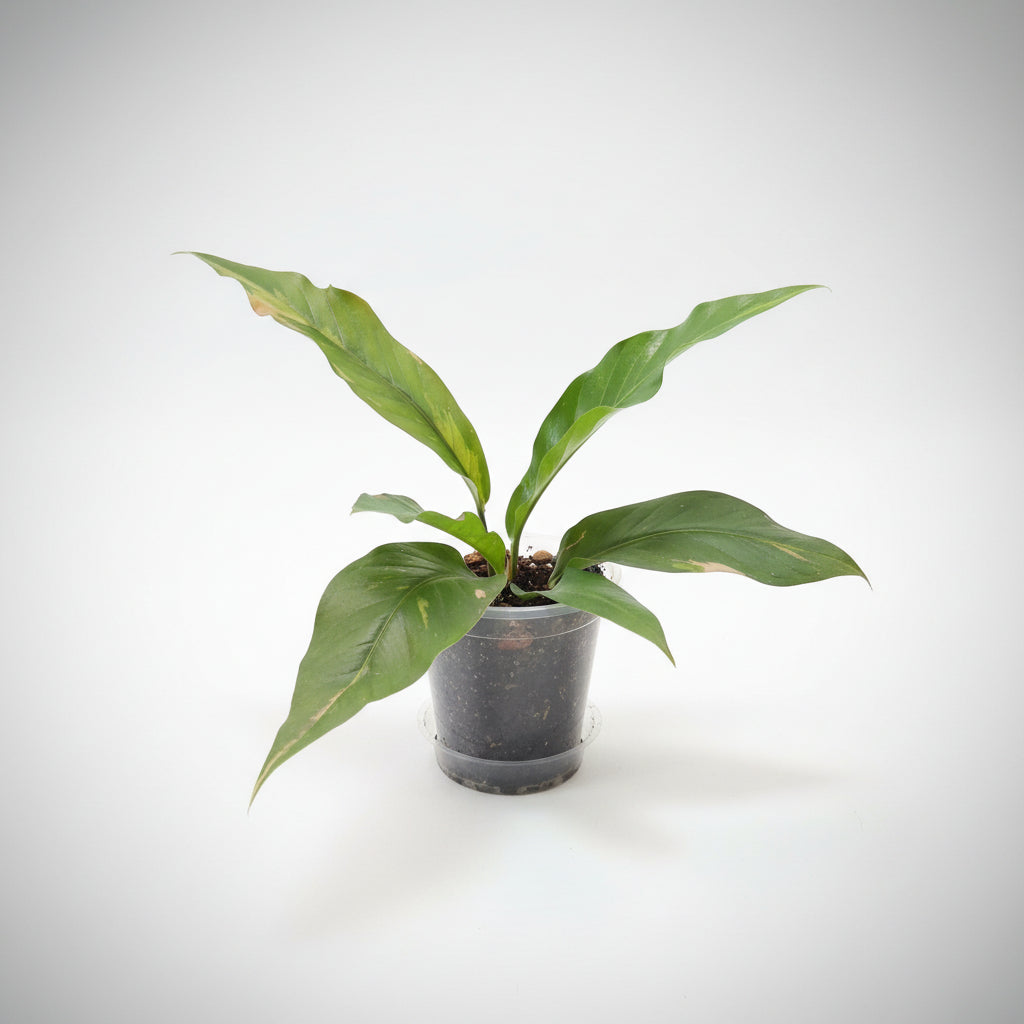 Rare Anthurium Hybrid Variegata 8" plant featuring stunning pink and green variegated foliage. A collector aroid that adds bold tropical beauty indoors.
