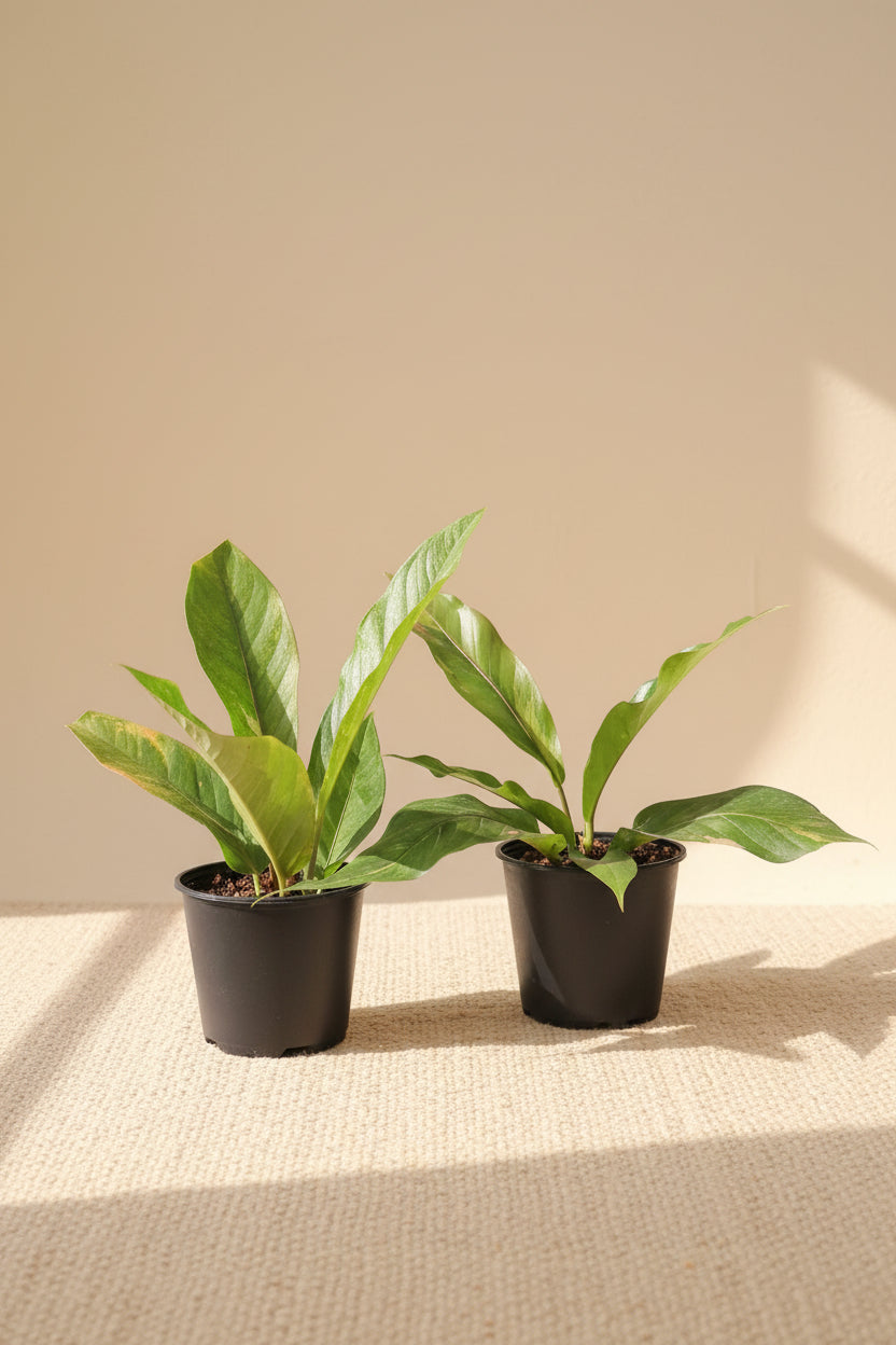 Rare Anthurium Hybrid Variegata 8" plant featuring stunning pink and green variegated foliage. A collector aroid that adds bold tropical beauty indoors.