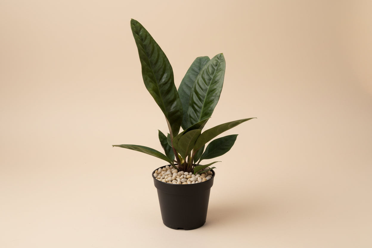 Rare Anthurium Superbum with bold bird’s-nest foliage and sculptural tropical form. Easy rare aroid for bright indoor spaces and collector plant lovers.