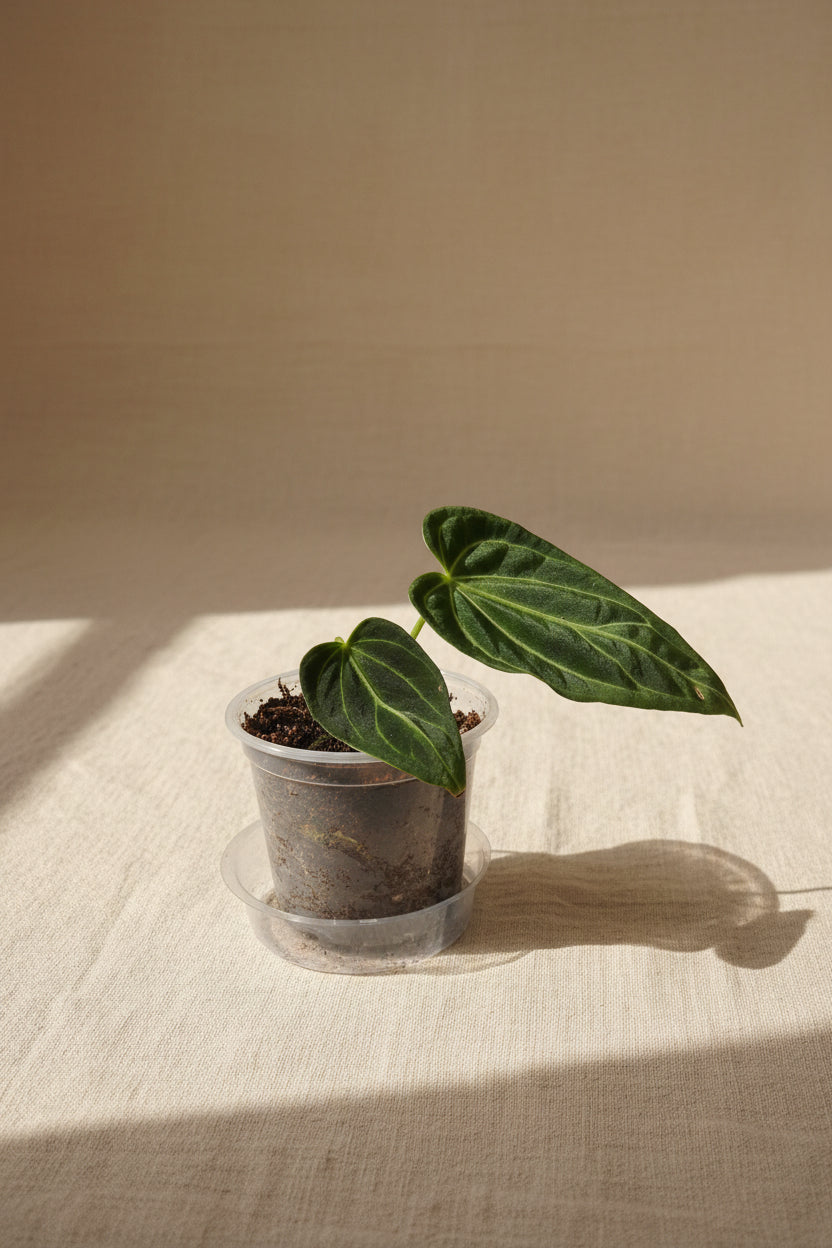 Rare Anthurium regale 4" plant with velvety heart-shaped leaves and striking silver veins. A coveted collector aroid that adds tropical elegance indoors.