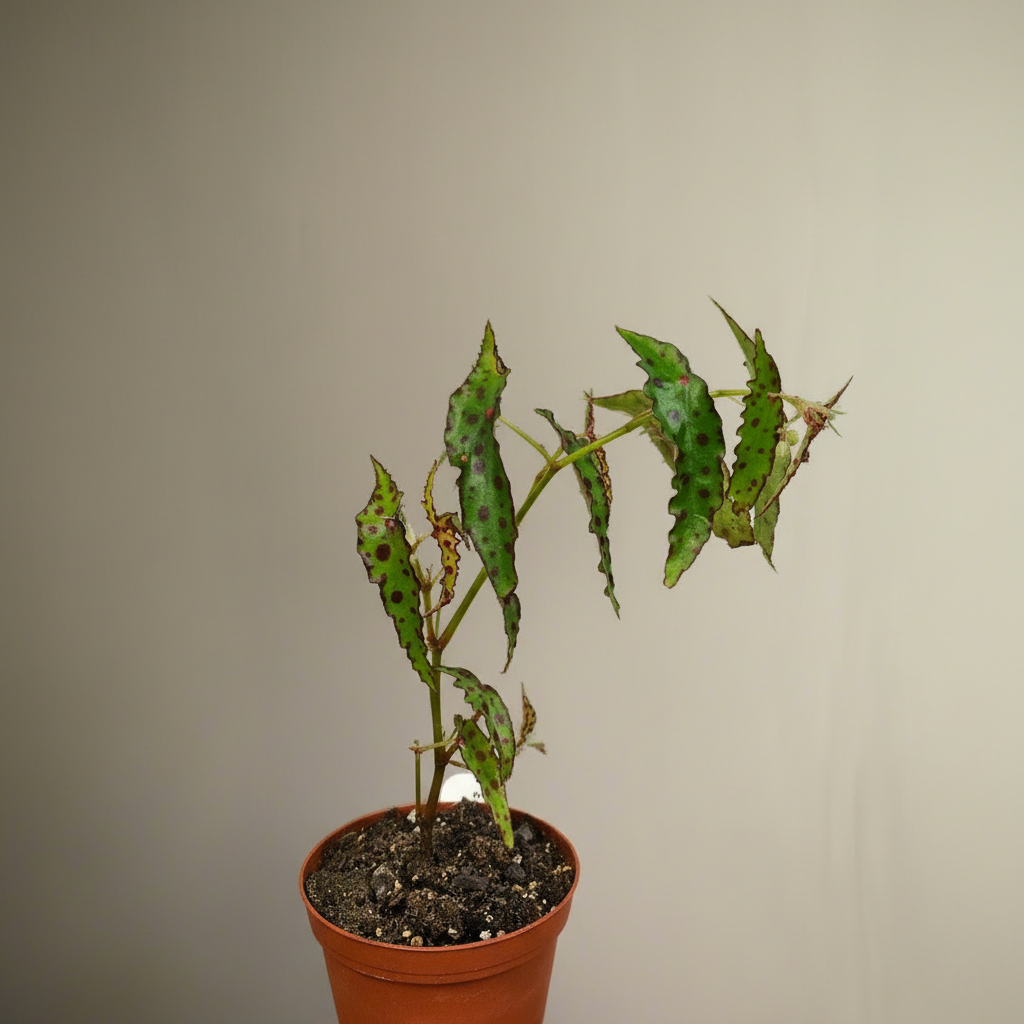 Begonia amphioxus - 4”: A rare tropical plant from Borneo with lance-shaped green leaves and bold red polka dots.
