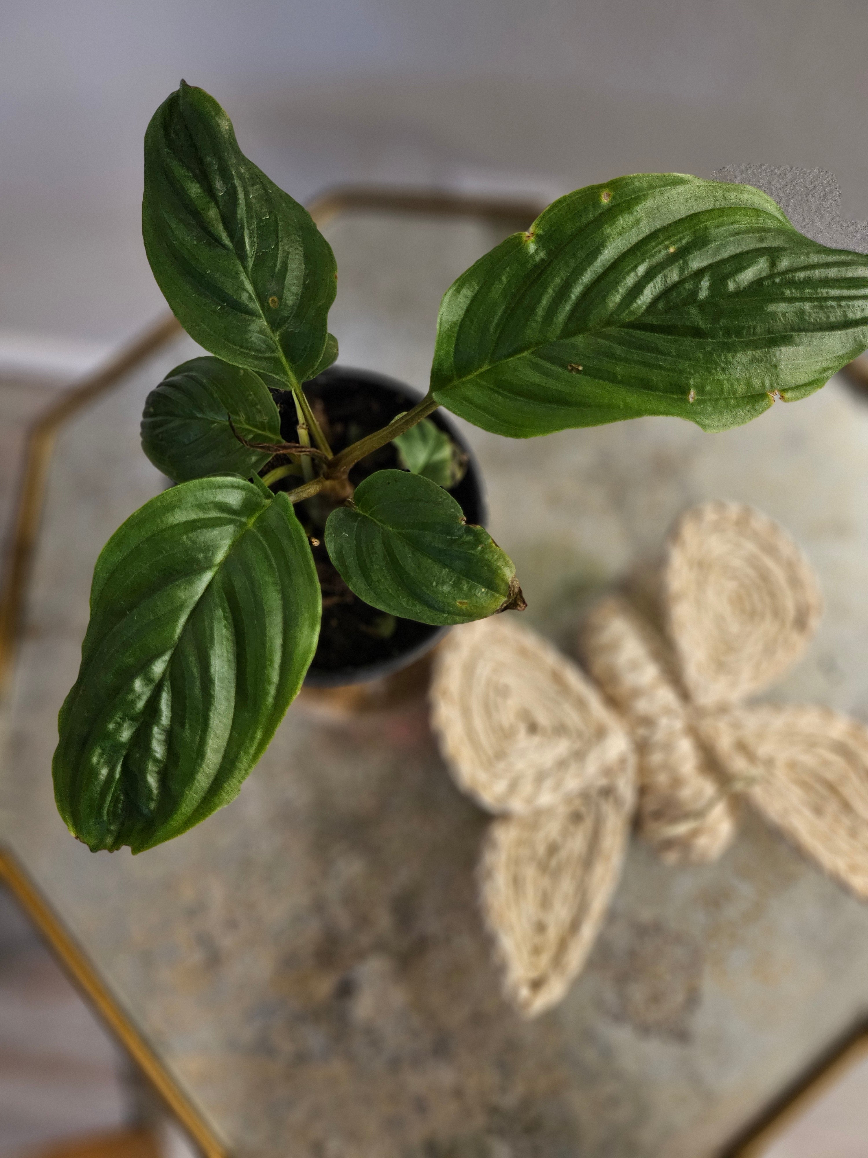 The Black Bat Flower (Tacca chantrieri) is an exotic masterpiece with striking, bat-shaped black blooms and trailing whisker-like bracts. Native to Southeast Asia, this rare plant thrives in humid, tropical conditions and adds intrigue with its lush foliage and moody elegance. Ideal for collectors.