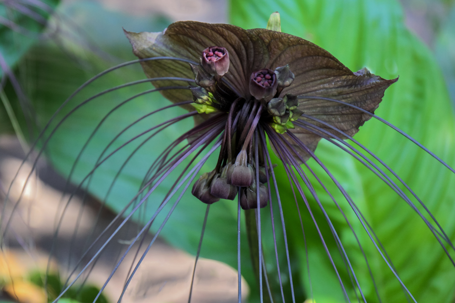 The Black Bat Flower (Tacca chantrieri) is an exotic masterpiece with striking, bat-shaped black blooms and trailing whisker-like bracts. Native to Southeast Asia, this rare plant thrives in humid, tropical conditions and adds intrigue with its lush foliage and moody elegance. Ideal for collectors.