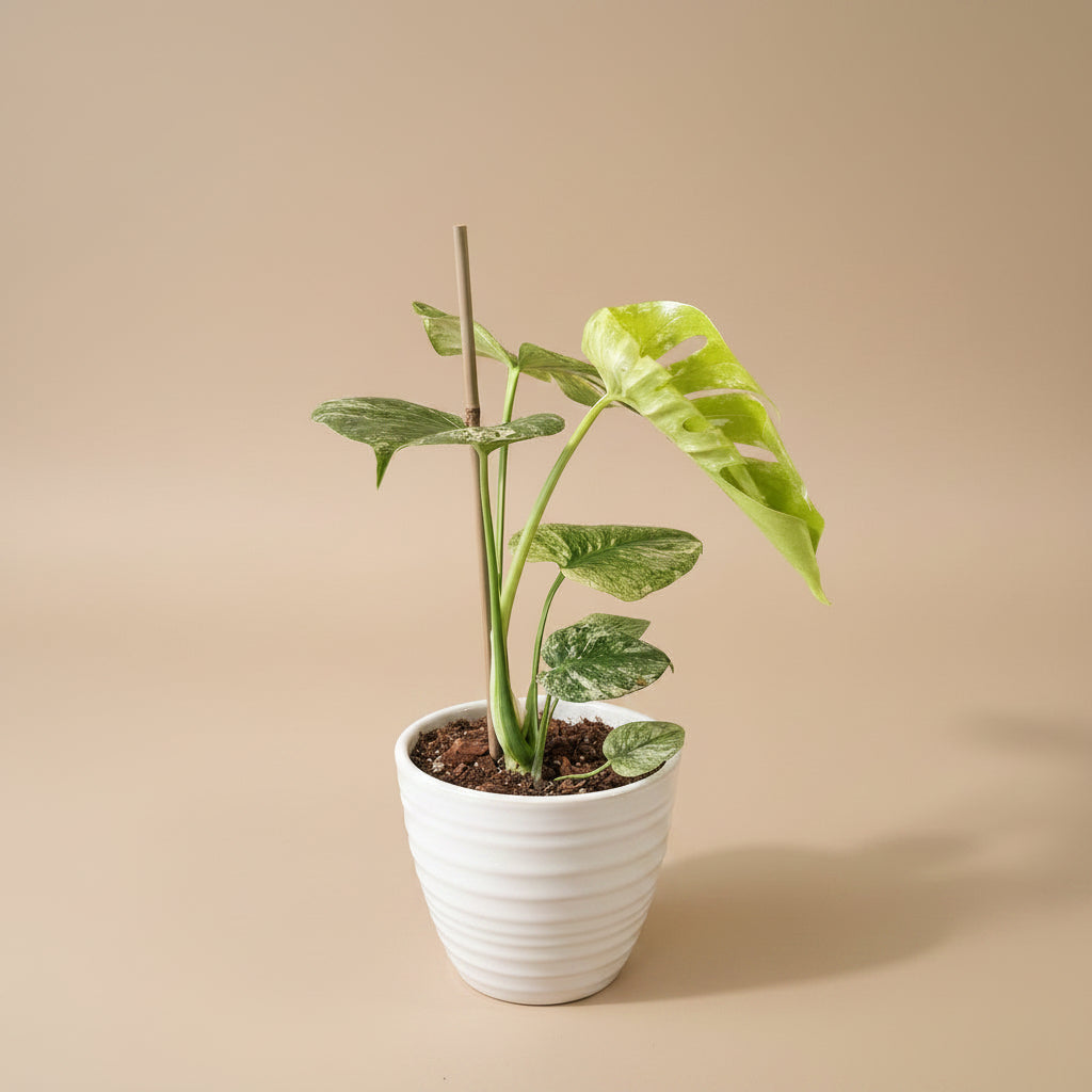 Rare Monstera Deliciosa ‘White Monster’ Variegated is one of the most coveted plants in the collector world. Its massive, fenestrated leaves are marbled with striking white variegation.