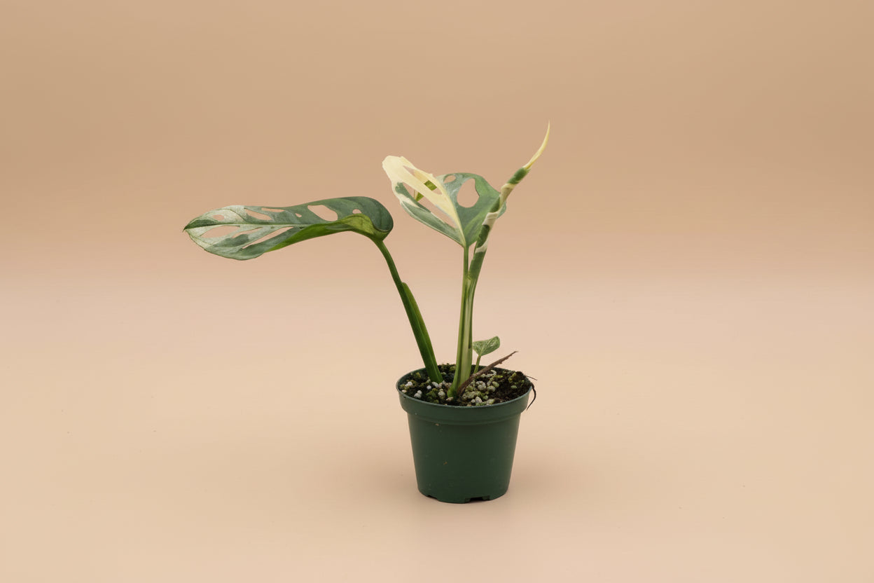 Rare Monstera adansonii “Tricolor” with bold green, white, and pink variegation. A highly sought climbing aroid that makes a stunning collector’s piece.