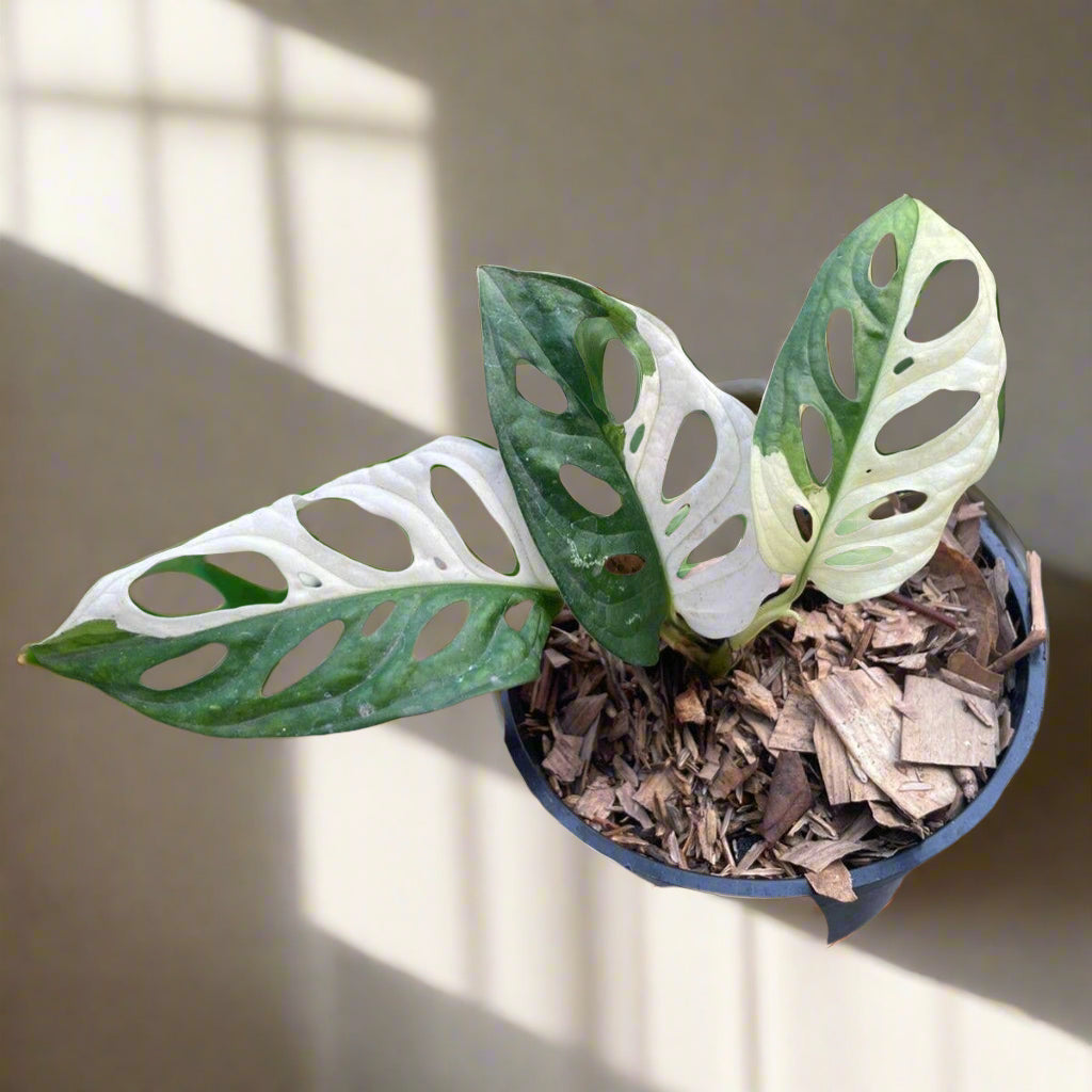 Rare Monstera adansonii “Tricolor” with bold green, white, and pink variegation. A highly sought climbing aroid that makes a stunning collector’s piece.