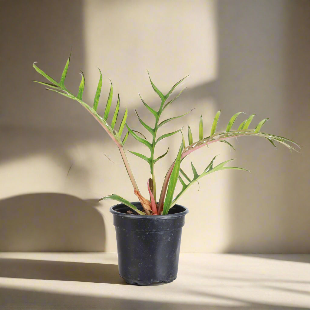 The Philodendron Tortum is a rare, fast-growing vine with deep-cut, skeleton-like leaves, making it a striking centerpiece for any plant collection. Thriving in bright, indirect light, it adds unique, architectural greenery to your space. Perfect for plant enthusiasts, this chill plant grows quickly and stands out with its bold foliage.
