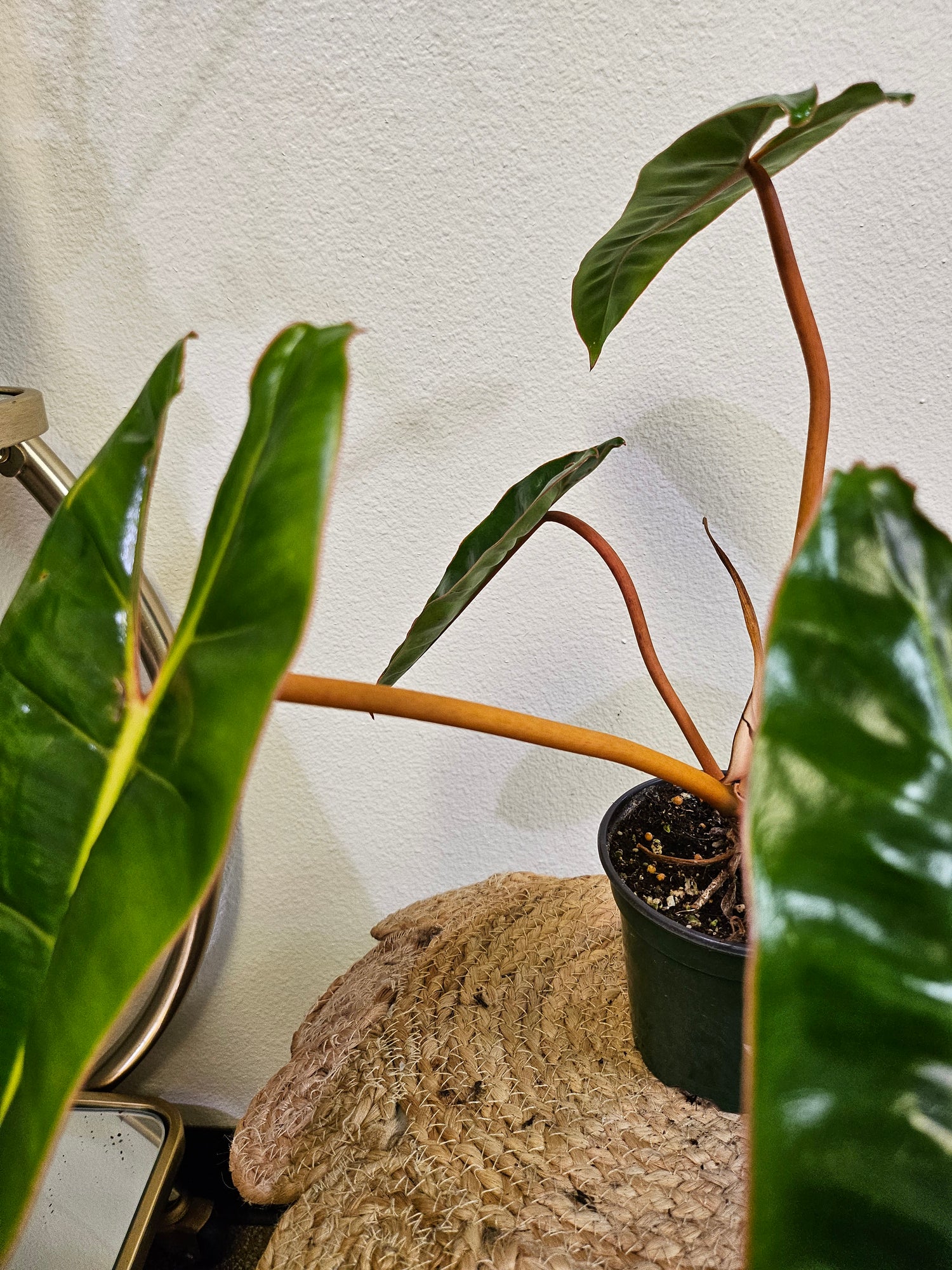 The Philodendron Billietiae is a rare, tropical stunner with elongated, wavy green leaves and vibrant orange petioles. A fast-growing climber, it thrives in bright, indirect light and high humidity. Perfect for collectors, this eye-catching Philodendron pairs beautifully with mango green tea for a refreshing, exotic vibe.