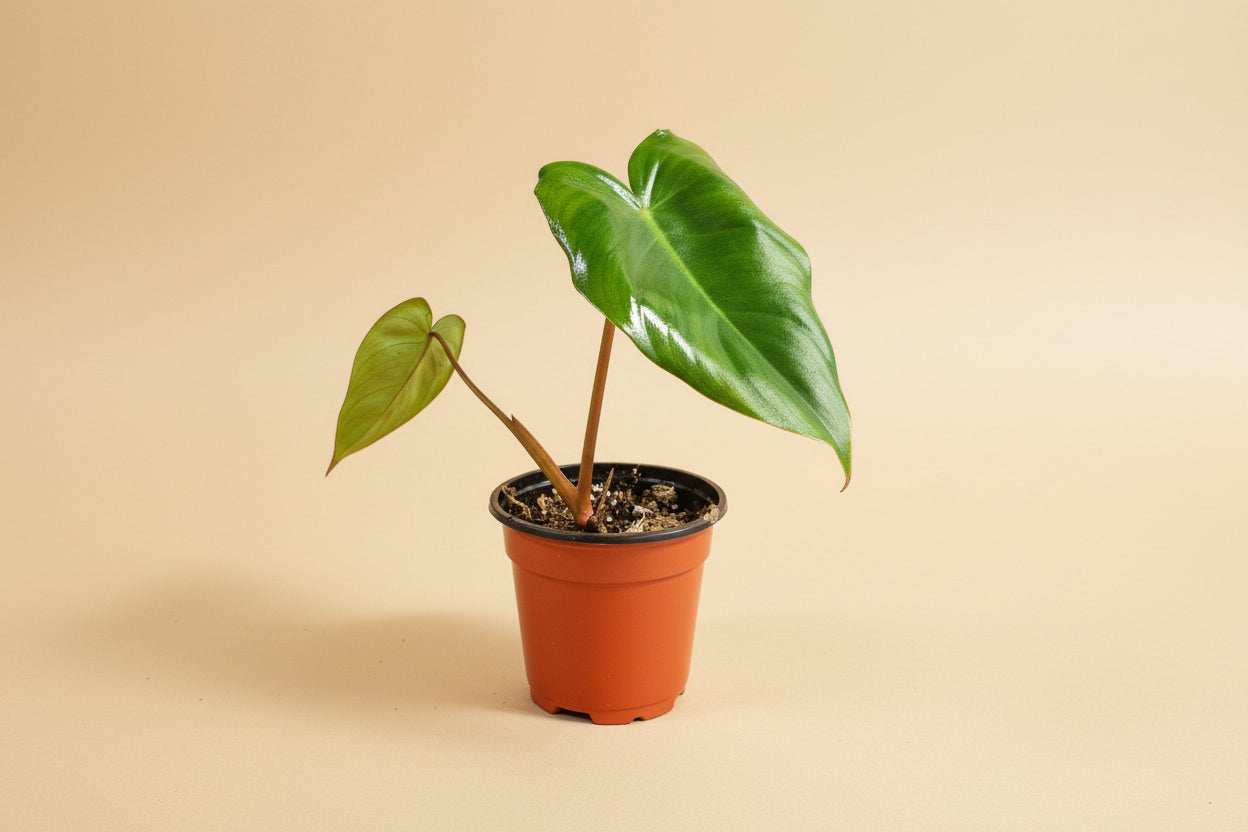 Rare Philodendron Billietiae × Pastazanum 4″ hybrid with sculptural, rippled leaves. A fast-growing climbing aroid prized by collectors.