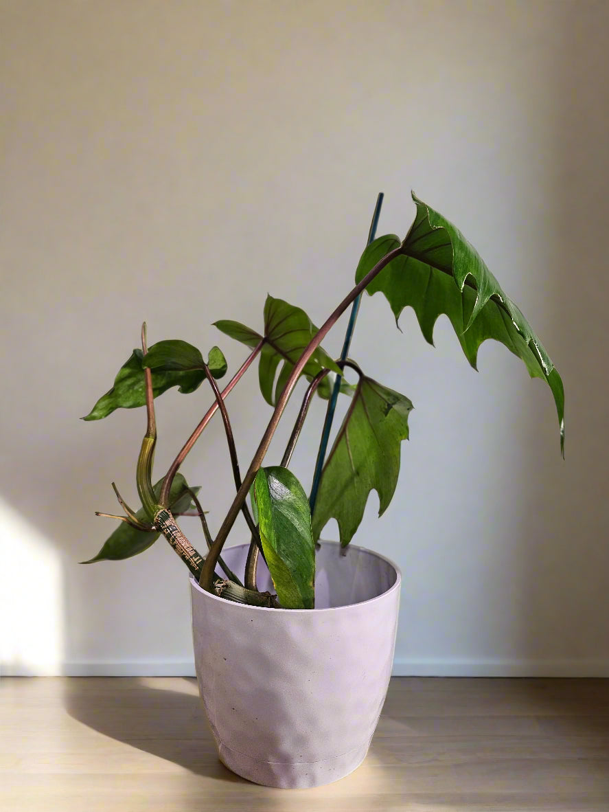 Philodendron Mayoi features bold, tropical, palm-like leaves and fast growth—perfect for creating a wild, lush jungle vibe in your home or plant collection.