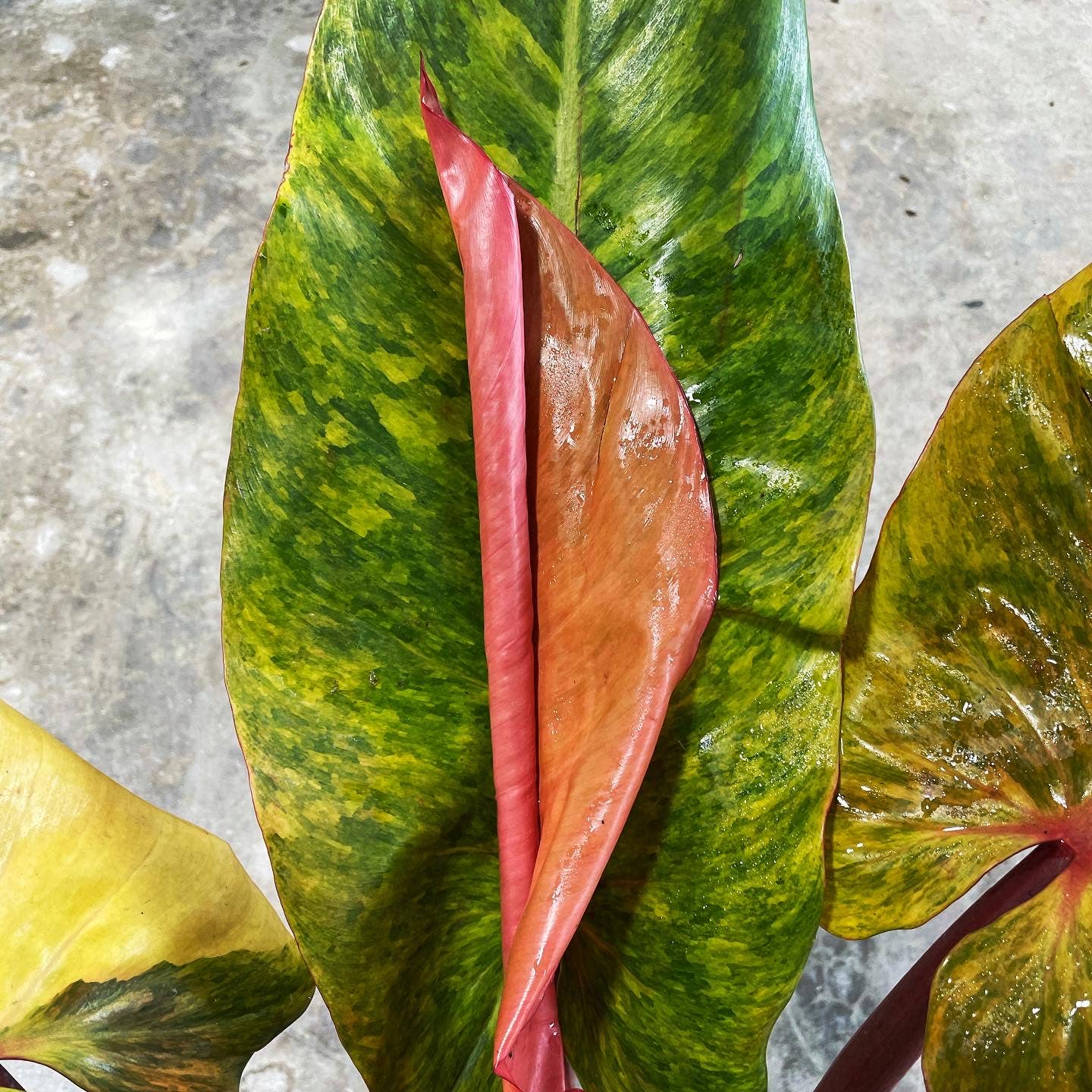 Philodendron Painted Lady x Orange Juice Variegated Orange Marmalade Indonesian Form