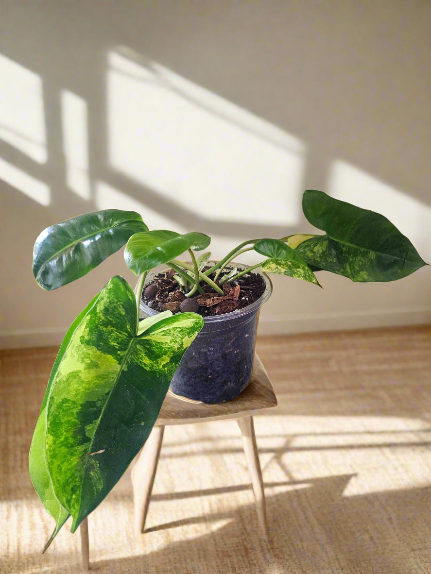 Rare Philodendron burle-marxii variegated with glossy, paddle-shaped leaves splashed in creamy white and yellow variegation.