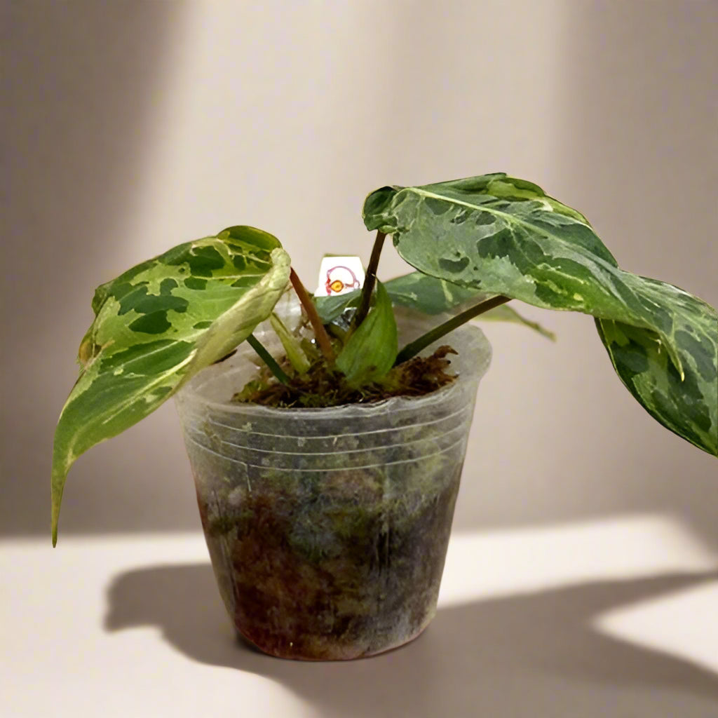 Rare Philodendron gloriosum Variegated Snow Leopard—velvety heart-shaped leaves with bold white and yellow marbling and striking white veins