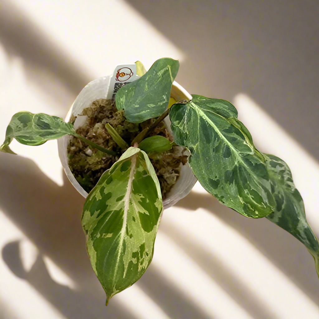 Rare Philodendron gloriosum Variegated Snow Leopard—velvety heart-shaped leaves with bold white and yellow marbling and striking white veins