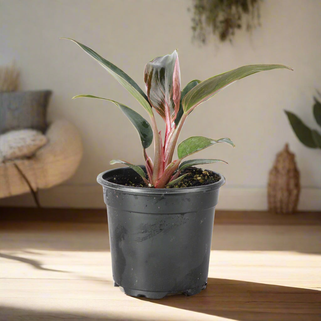 Rare Pink Birkin Philodendron with dark green leaves and soft pink striping. Compact, easy-care aroid and a must-have collector’s houseplant.