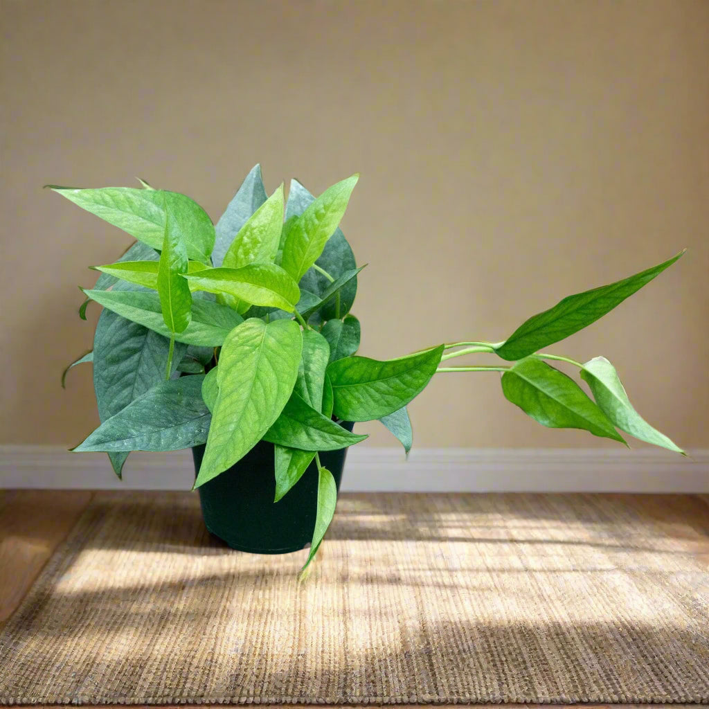 The Epipremnum pinnatum &