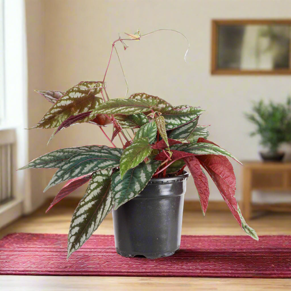 Rare Rex Begonia Vine (Cissus discolor) thrives in humidity and bright, indirect light. Stunning silver-marked leaves with deep burgundy undersides.