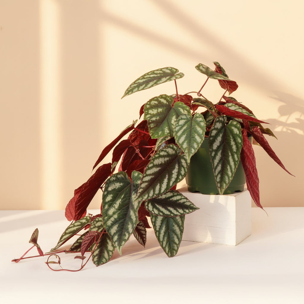 Rare Rex Begonia Vine (Cissus discolor) thrives in humidity and bright, indirect light. Stunning silver-marked leaves with deep burgundy undersides.