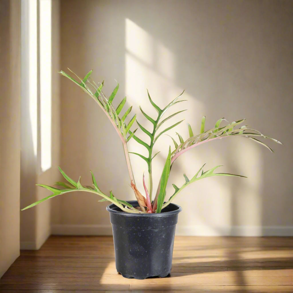 The Philodendron Tortum is a rare, fast-growing vine with deep-cut, skeleton-like leaves, making it a striking centerpiece for any plant collection. Thriving in bright, indirect light, it adds unique, architectural greenery to your space. Perfect for plant enthusiasts, this chill plant grows quickly and stands out with its bold foliage.