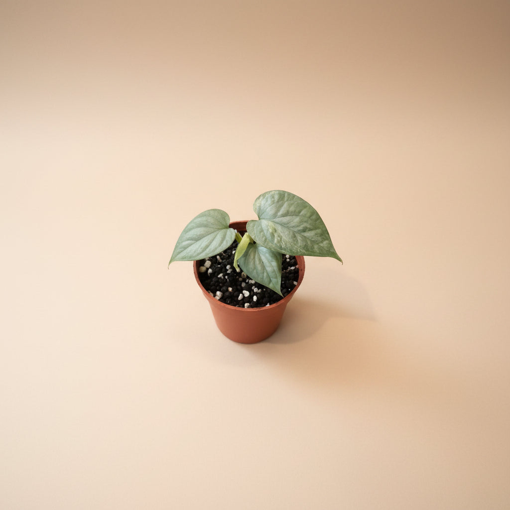 Rare Variegated Amydrium Silver with shimmering silver foliage, cream variegation, and dramatic fenestrations. A stunning collector aroid plant.