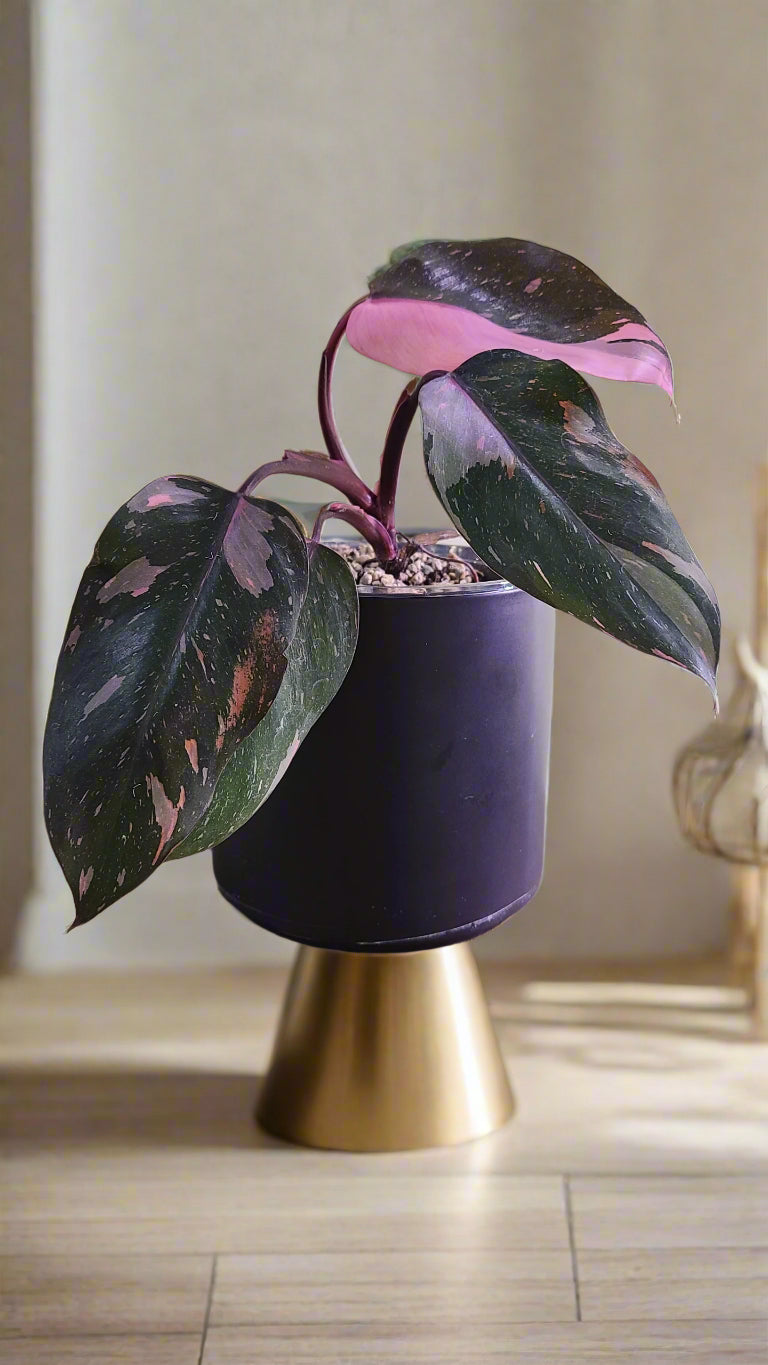 Rare Variegated Pink Princess Galaxy Philodendron with striking pink, cream, and green marbled leaves. A must-have collector plant for indoor styling.