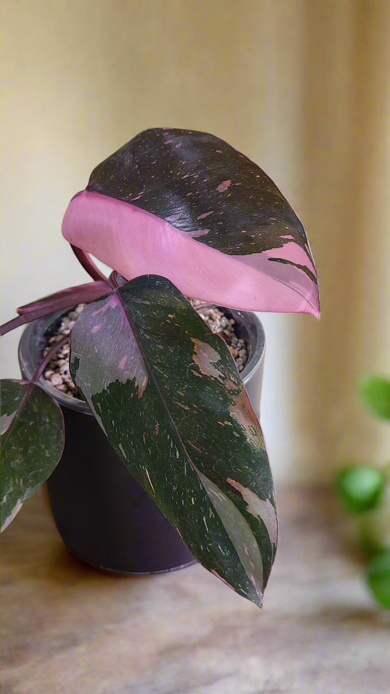 Rare Variegated Pink Princess Galaxy Philodendron with striking pink, cream, and green marbled leaves. A must-have collector plant for indoor styling.