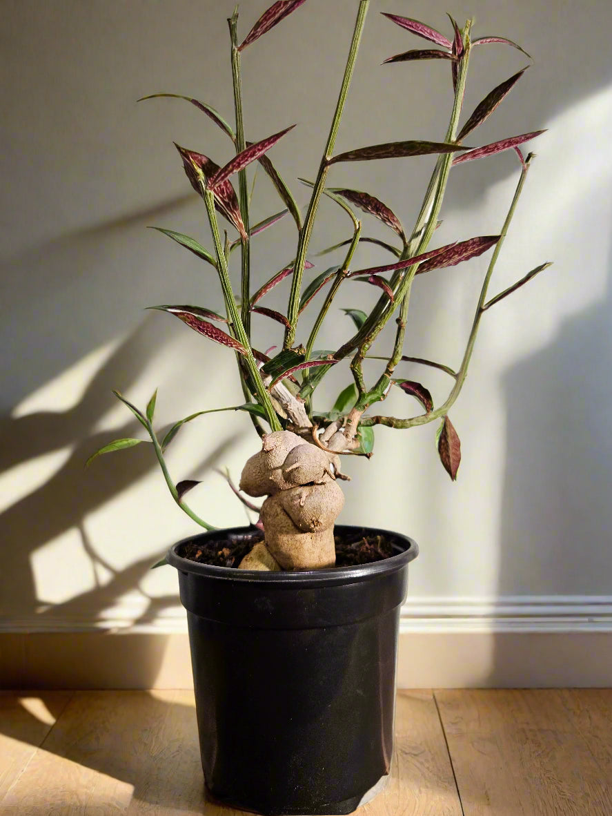 Rare caudex succulent with blushing stems and pink-edged leaves. Euphorbia rubellum is a sculptural, low-maintenance gem for collectors and desert lovers.