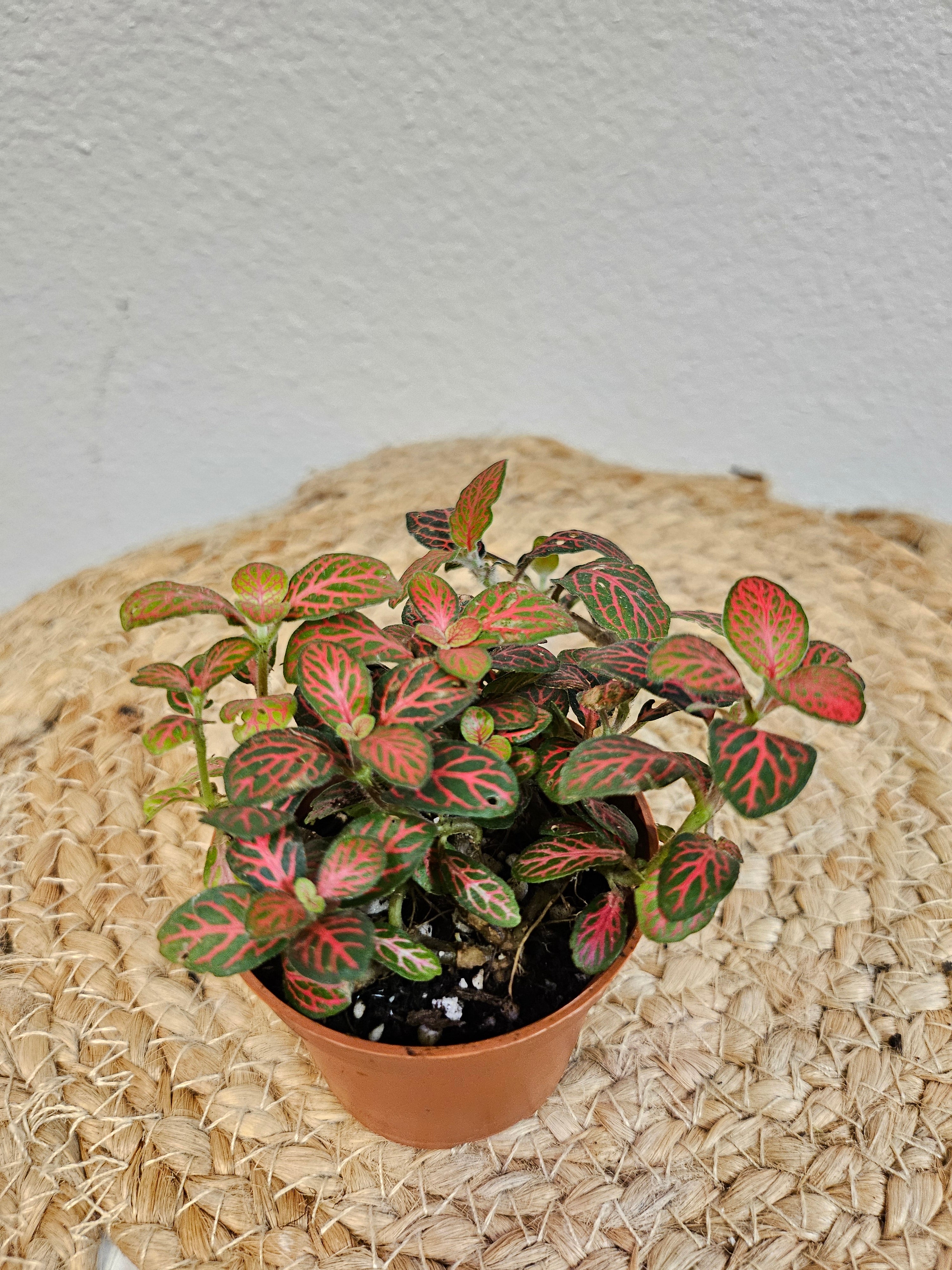 The Nerve Plant (Fittonia albivenis) varieties, features striking veined foliage perfect for terrariums or small spaces. It thrives in bright, indirect light, high humidity, and moist soil. Ideal for those seeking a medium-care plant, it adds vibrant texture and tropical charm to any room.