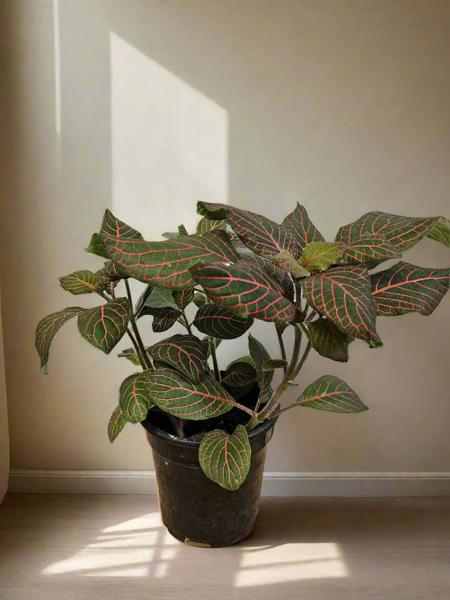 The Nerve Plant (Fittonia albivenis) varieties, features striking veined foliage perfect for terrariums or small spaces. It thrives in bright, indirect light, high humidity, and moist soil. Ideal for those seeking a medium-care plant, it adds vibrant texture and tropical charm to any room.