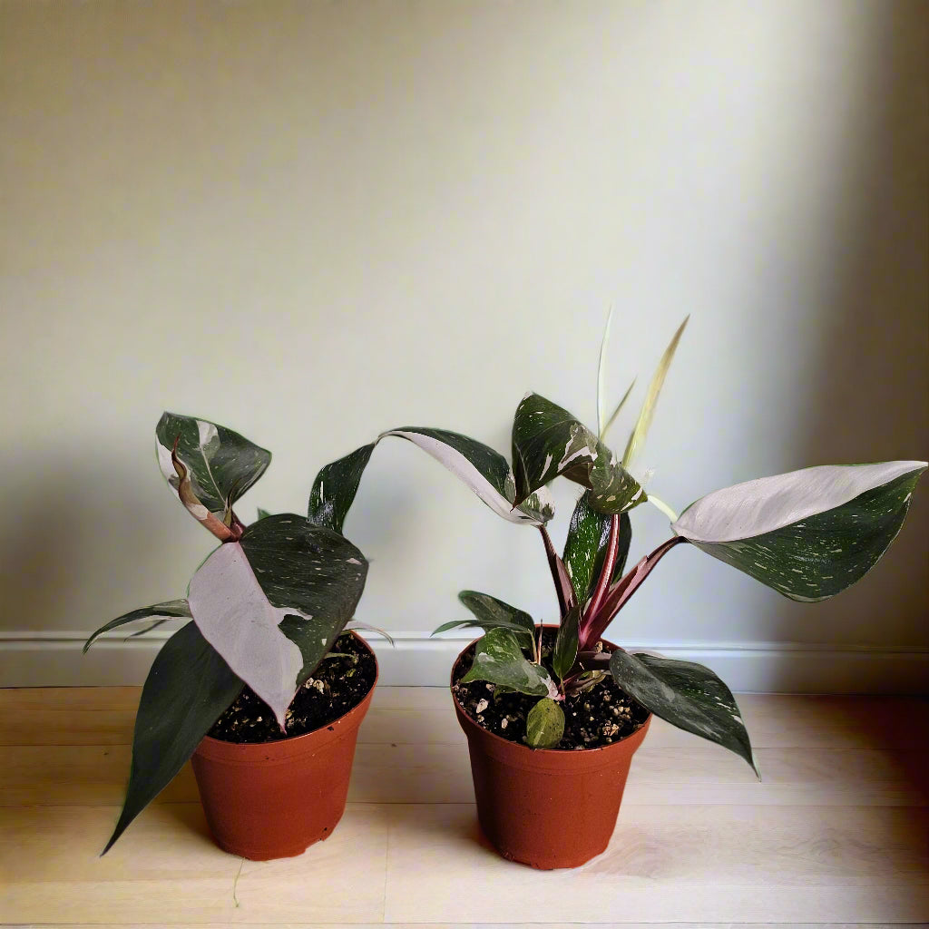 Philodendron ‘Pink Knight’ is a rare hybrid bursting with pink, white, and green foliage—perfect for collectors seeking color, contrast, and a statement piece.