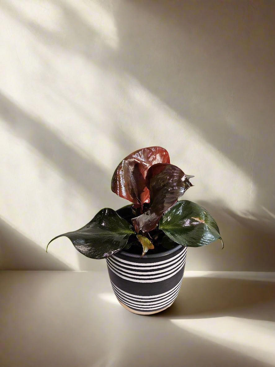 The Philodendron Red Heart is a vibrant tropical plant known for its striking red leaves that mature into deep green. Its compact growth and heart-shaped foliage make it ideal for desks, shelves, or smaller spaces.