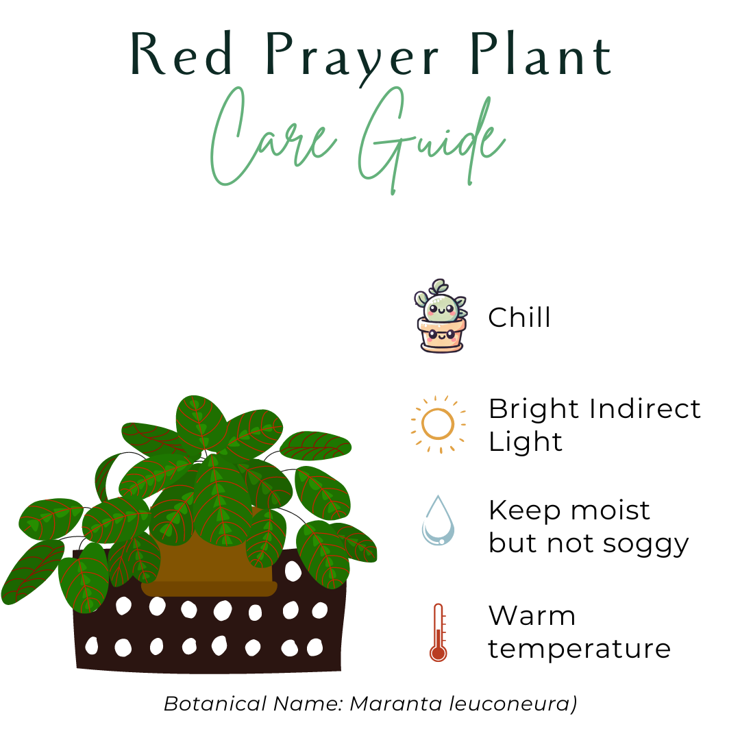 The Red Prayer Plant (Maranta leuconeura) features striking red-veined leaves that fold at night like hands in prayer. This pet-safe, trailing plant thrives in medium to bright indirect light and adapts to low light. Ideal for hanging baskets, it adds vibrant color and charm to any home while being low maintenance.