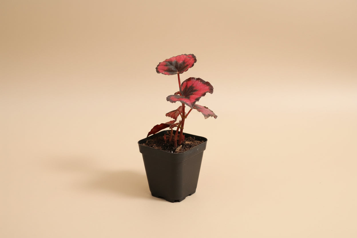 Rex Begonia Collection featuring bold, colorful foliage with metallic patterns. A curated mix of artistic, compact begonias perfect for indoor plant lovers.