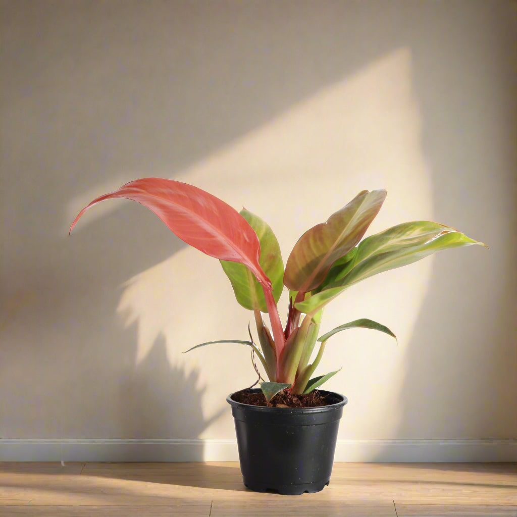 philodendron sun light Philodendron Red Sun Rare Plant (Philodendron selloum ‘Sun Red’)