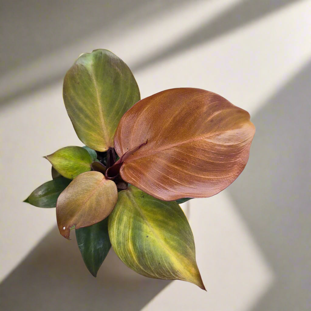 The Philodendron Red Heart is a vibrant tropical plant known for its striking red leaves that mature into deep green. Its compact growth and heart-shaped foliage make it ideal for desks, shelves, or smaller spaces. Thriving in bright, indirect light, it’s low-maintenance yet eye-catching, perfect for beginners and collectors alike.