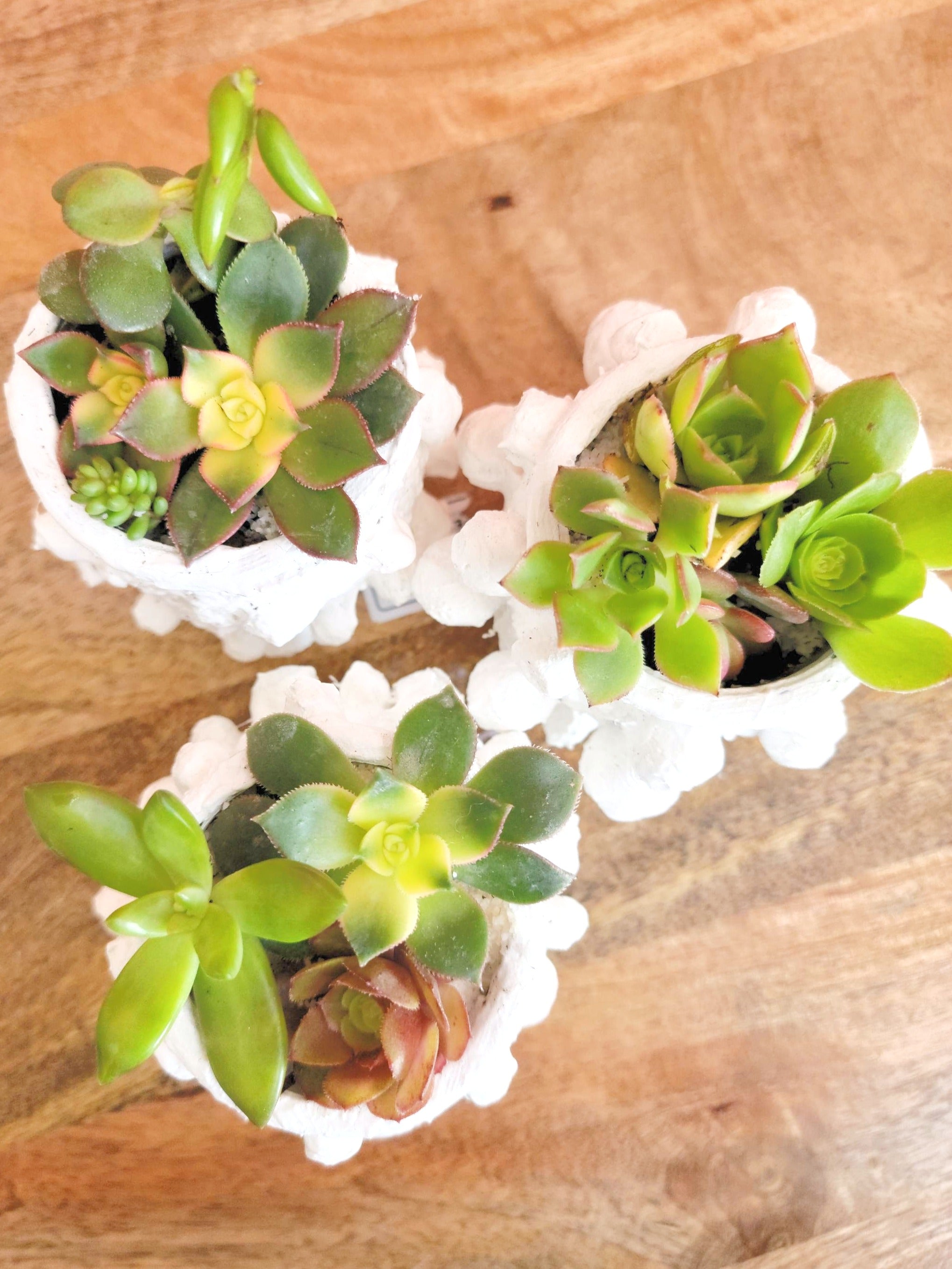 Elevate your home decor with this one-of-a-kind upcycled, handcrafted Small Planter. Made from reclaimed materials, each piece features a unique textured finish and comes in 4 finishes: Black, White, Sand, and Light Pink. Available with or without a plant, it&