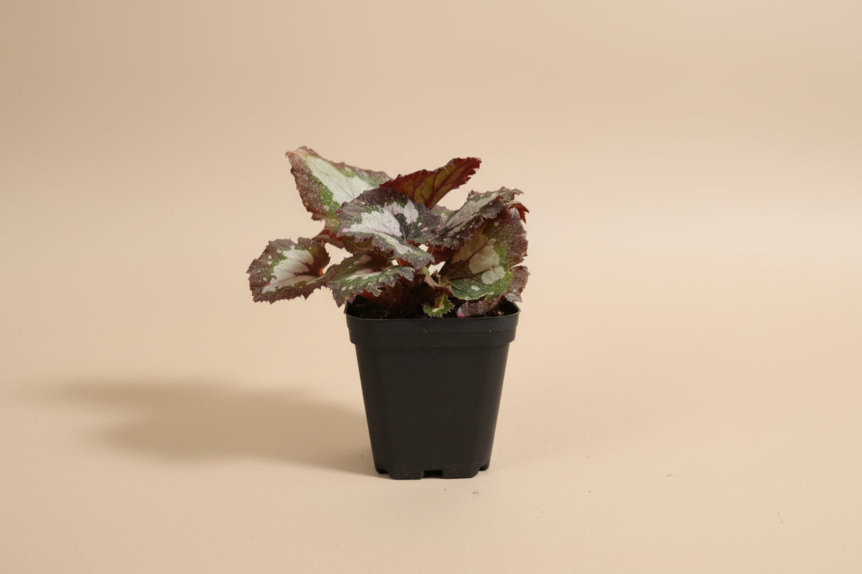 Rex Begonia Collection featuring bold, colorful foliage with metallic patterns. A curated mix of artistic, compact begonias perfect for indoor plant lovers.