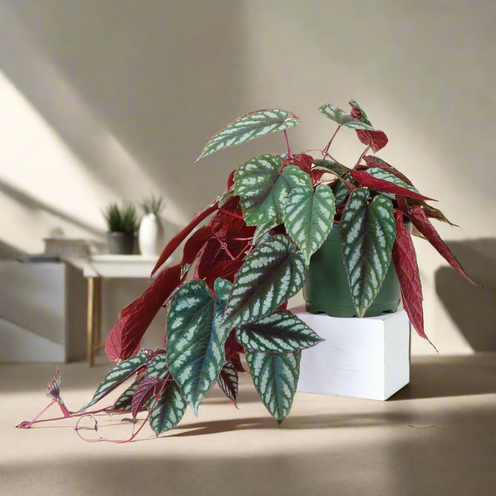 Rare Rex Begonia Vine (Cissus discolor) thrives in humidity and bright, indirect light. Stunning silver-marked leaves with deep burgundy undersides.