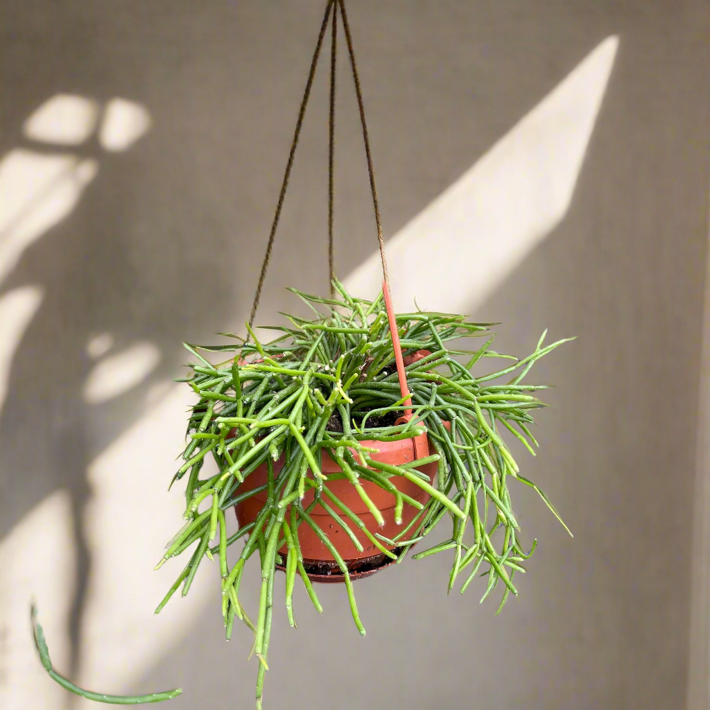 Rhipsalis Cactus (Mistletoe/Spaghetti Cactus) features trailing stems that cascade beautifully. An uncommon, low-maintenance tropical cactus for bright spaces.