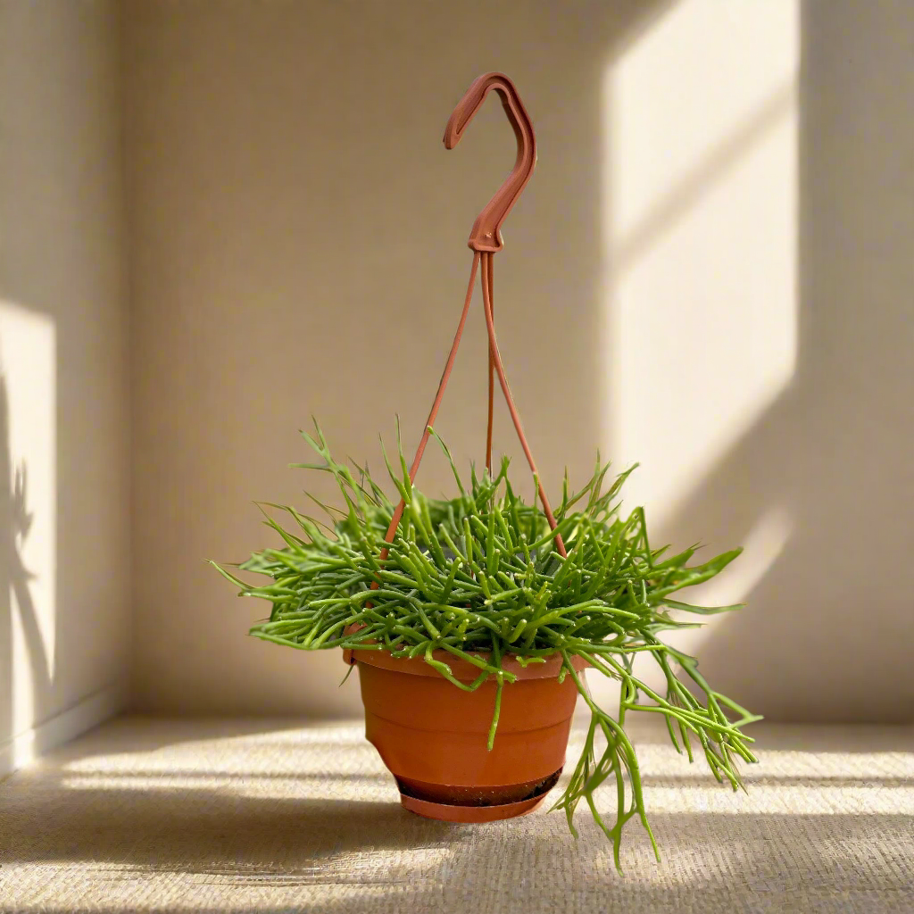 Rhipsalis Cactus (Mistletoe/Spaghetti Cactus) features trailing stems that cascade beautifully. An uncommon, low-maintenance tropical cactus for bright spaces.