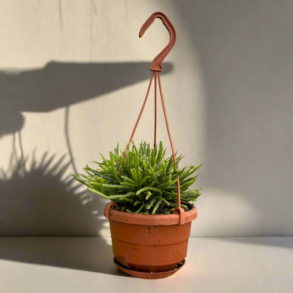 Rhipsalis Cactus (Mistletoe/Spaghetti Cactus) features trailing stems that cascade beautifully. An uncommon, low-maintenance tropical cactus for bright spaces.