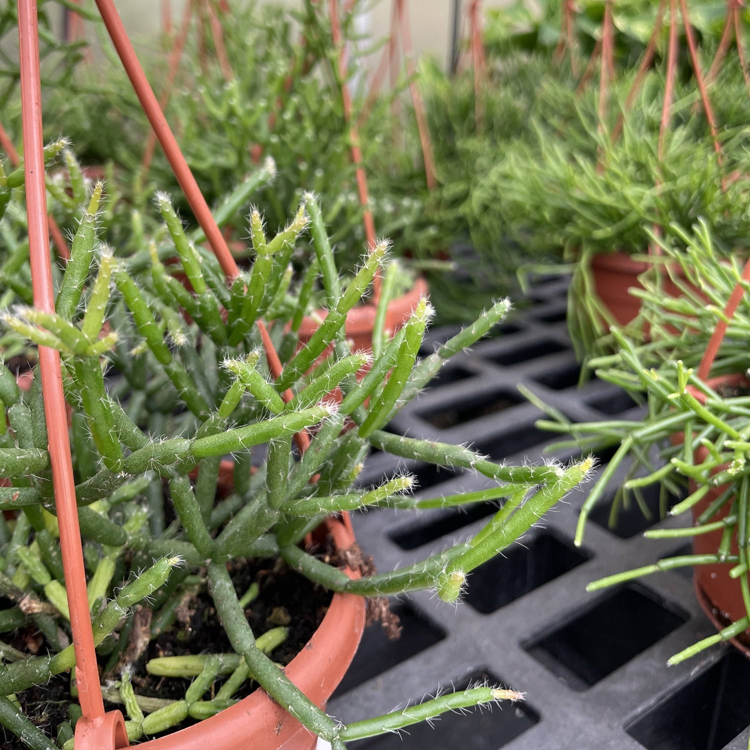Rhipsalis Cactus (Mistletoe/Spaghetti Cactus) features trailing stems that cascade beautifully. An uncommon, low-maintenance tropical cactus for bright spaces.