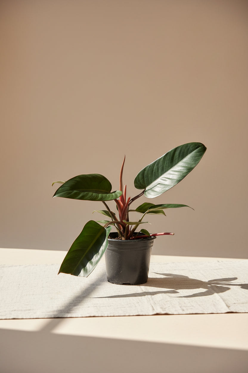 Rojo Congo thrives in bright, indirect light, needs minimal care, and loves humidity. Perfect for plant lovers! Style it as a focal point for a lush, modern aesthetic.