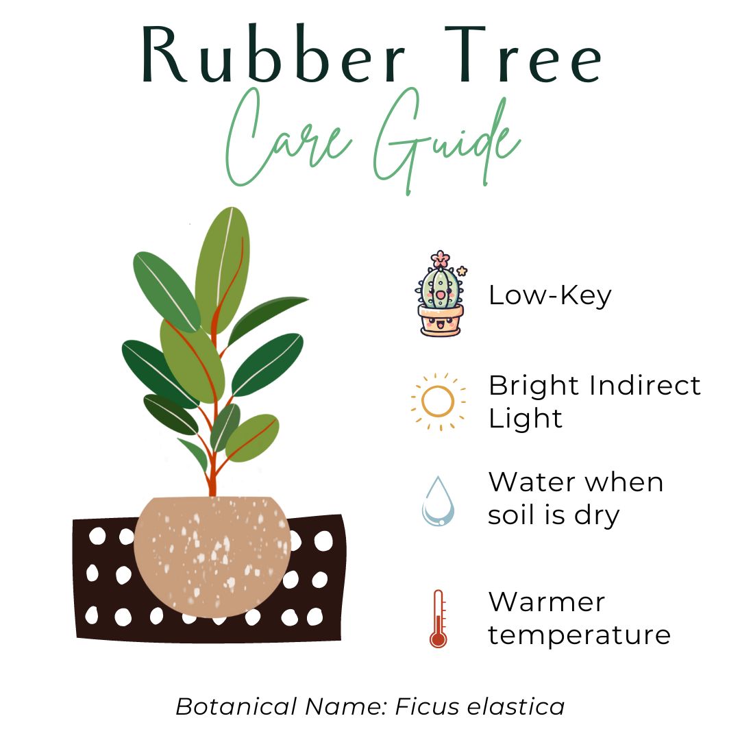 The Ficus Elastica (Rubber Tree) is a low-maintenance houseplant with striking glossy leaves, available in a variety of colors like deep green and variegated varieties. Thriving in bright, indirect light, it&