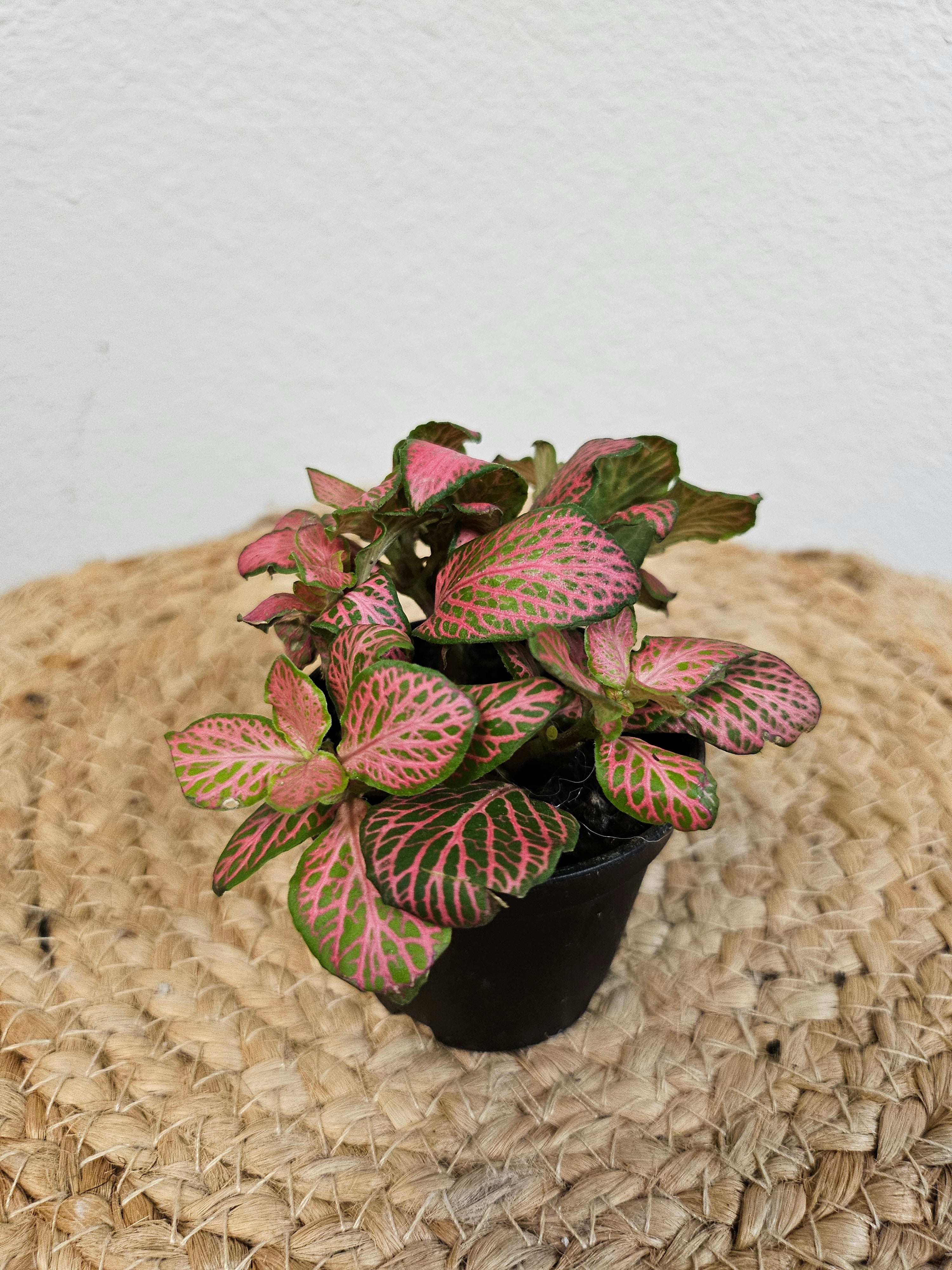 The Nerve Plant (Fittonia albivenis) varieties, features striking veined foliage perfect for terrariums or small spaces. It thrives in bright, indirect light, high humidity, and moist soil. Ideal for those seeking a medium-care plant, it adds vibrant texture and tropical charm to any room.