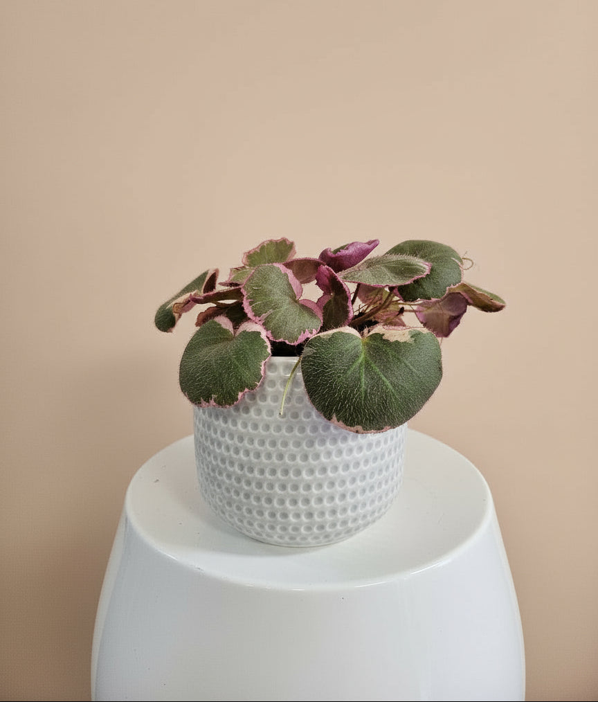 Saxifraga stolonifera "Strawberry Begonia" features velvety green leaves with silver veins, purple undersides, and cascading runners resembling strawberry plants. Non-toxic and easy to care for, it thrives in bright, indirect light.