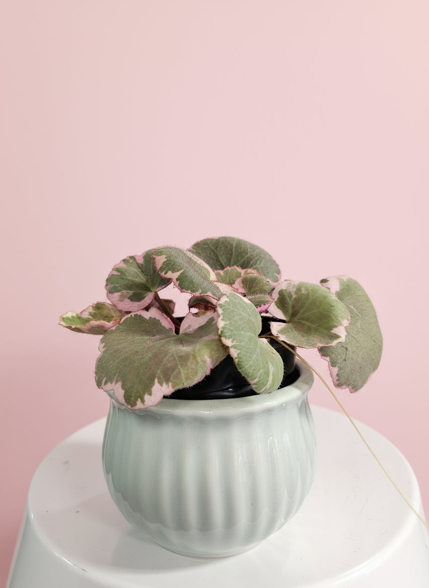 Saxifraga stolonifera "Strawberry Begonia" features velvety green leaves with silver veins, purple undersides, and cascading runners resembling strawberry plants.